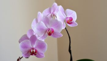 orchid-2427238_1280