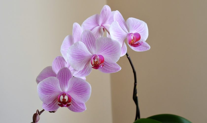 orchid-2427238_1280