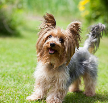 shutterstock_246130240