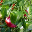 bell-peppers-2708680_640