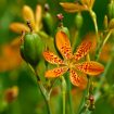 Belamcanda_chinensis_2007