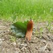 nature-1453033_640