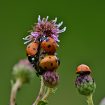 ladybug-4334064_640