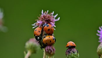 ladybug-4334064_640