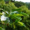 tree-of-coffee-3614015_640