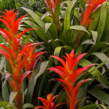 bromeliad-3375200_640