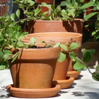 work-plant-bench-flower-vase-green-724137-pxhere.com