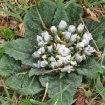 mandrake-1692303_640