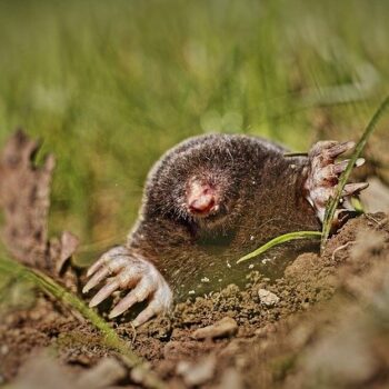 animal-1347755_640
