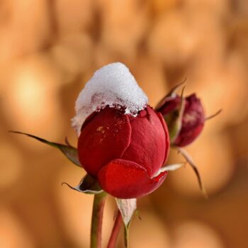 rosebud-6006985_960_720