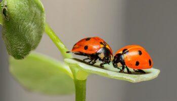 ladybugs-1593406_960_720
