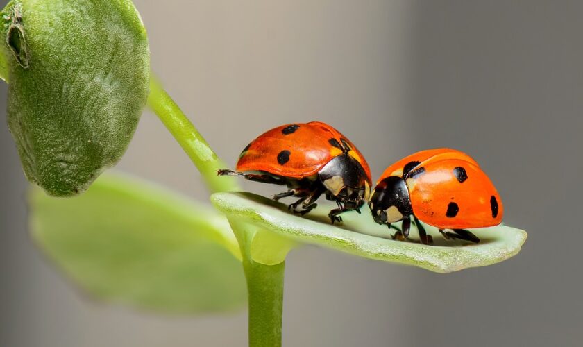 ladybugs-1593406_960_720