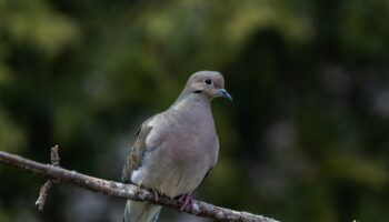 closeup-shot-beautiful-mourning-dove-resting-twig_181624-22282