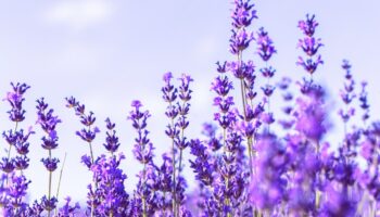 lavender-field-summer_93675-15802