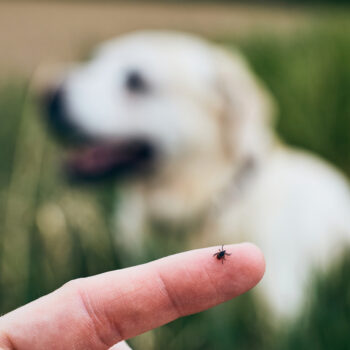 Close-up,View,Of,Tick,On,Human,Finger,Against,Dog,Lying