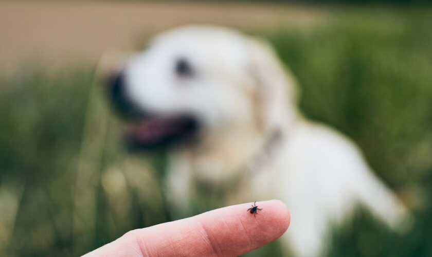 Close-up,View,Of,Tick,On,Human,Finger,Against,Dog,Lying