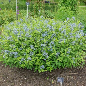 Amsonia_tabernaemontana_var._salicifolia_-_Hillier_Gardens_-_Romsey,_Hampshire,_England_-_DSC04583